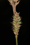 Buxbaum's sedge